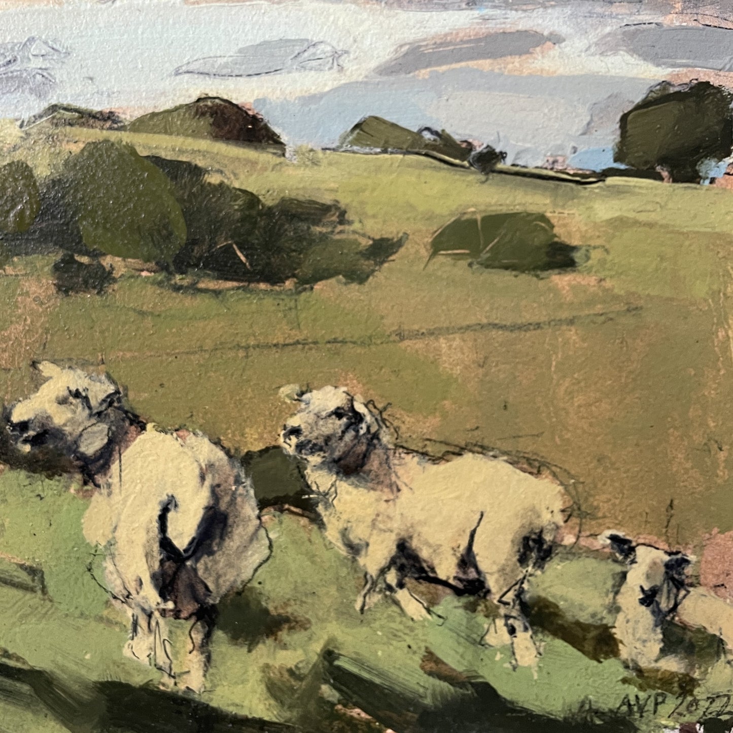 Sheep, South Downs, September II