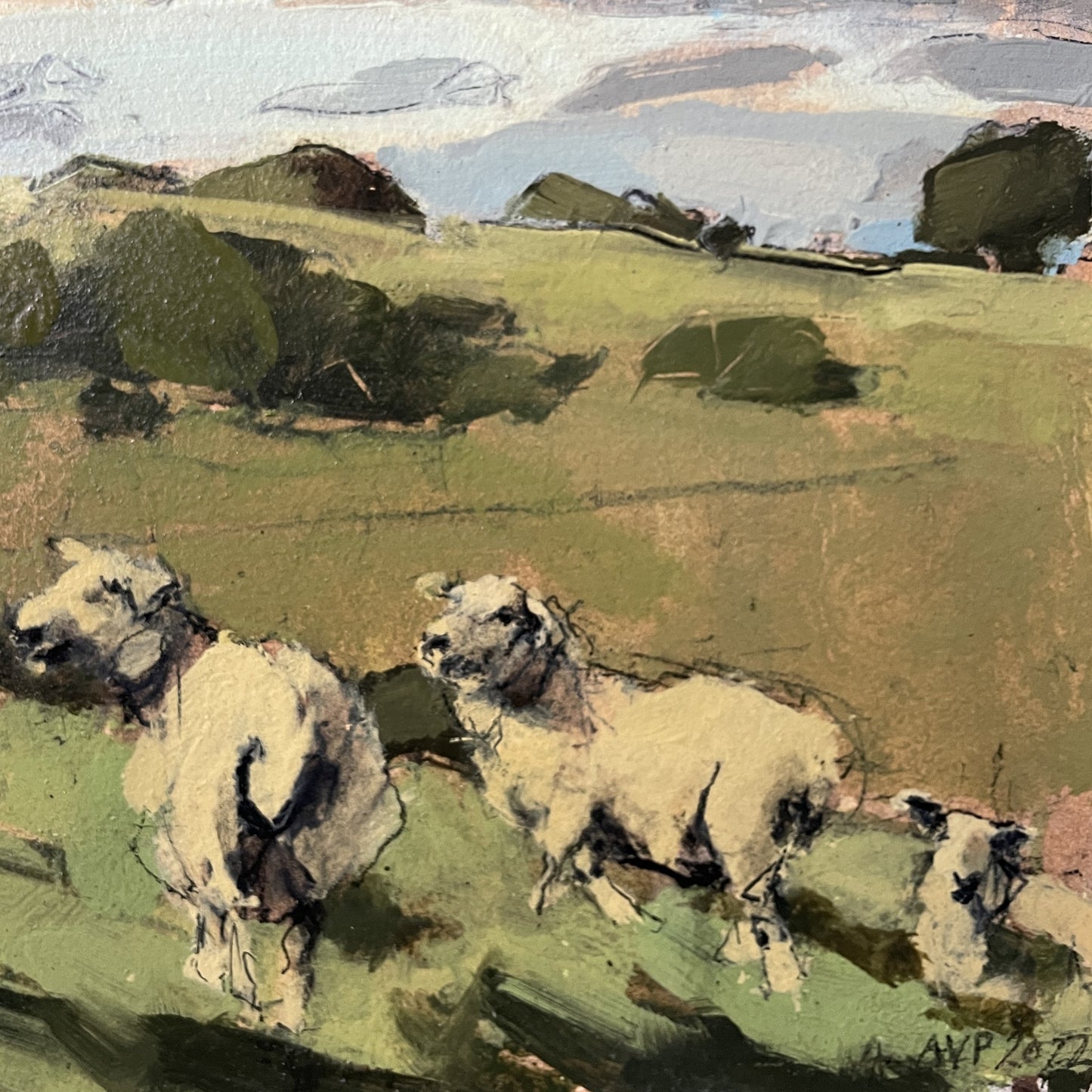 Sheep, South Downs, September II