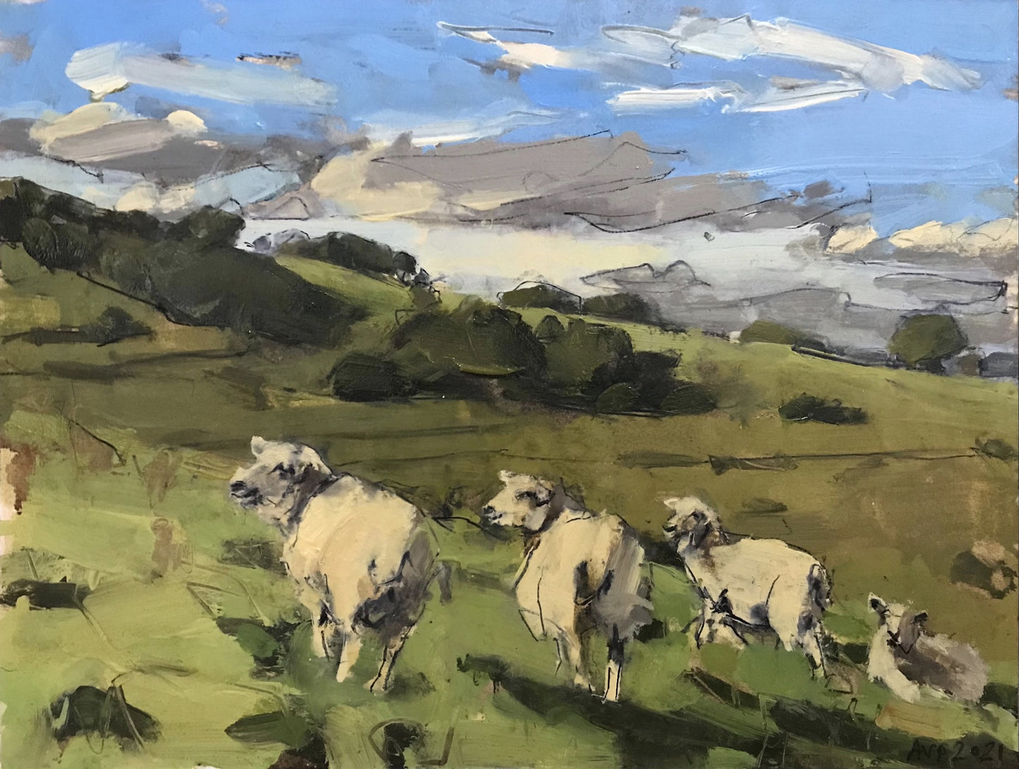 Sheep, South Downs, September