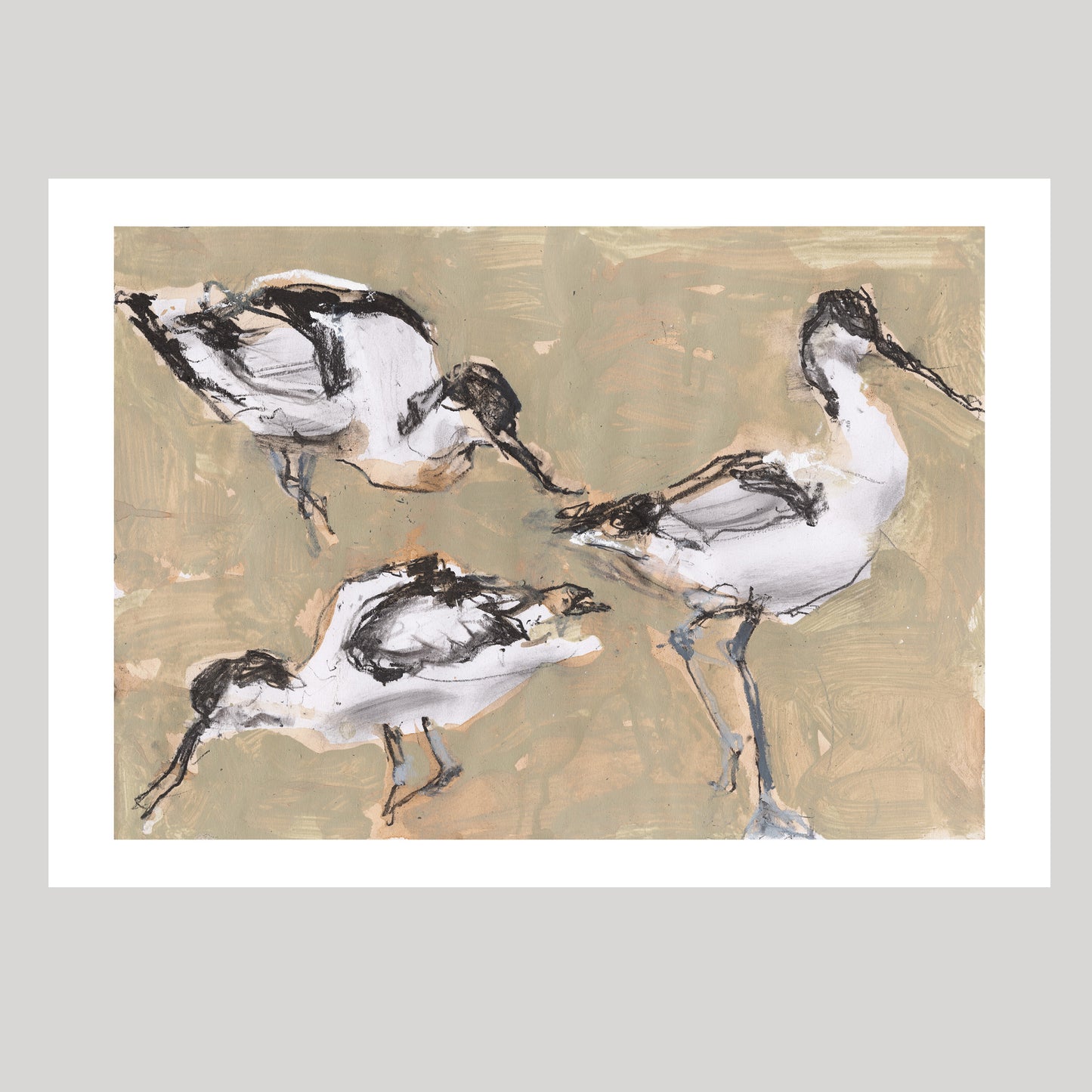 Avocets