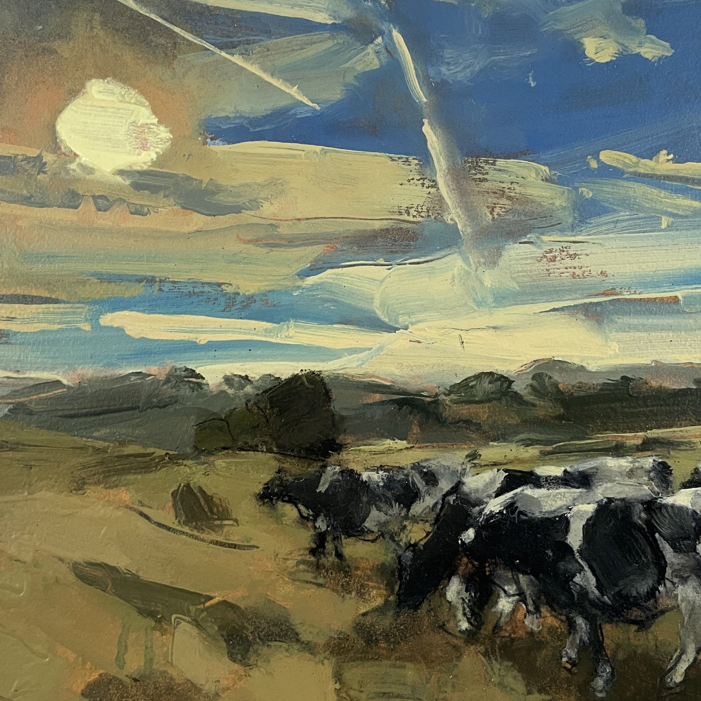 Somerset cows, early morning, July II