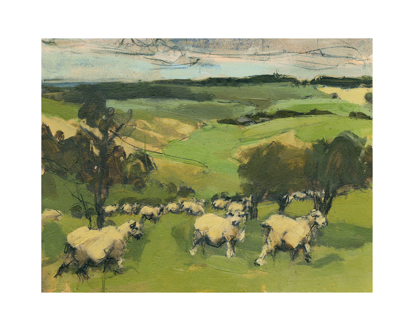 Sheep, South Downs, August