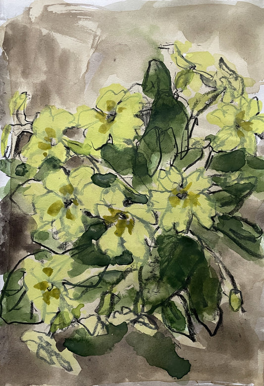 Primroses