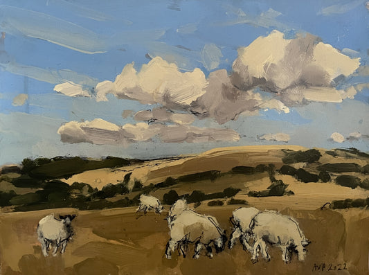 Sheep, South Downs, August II